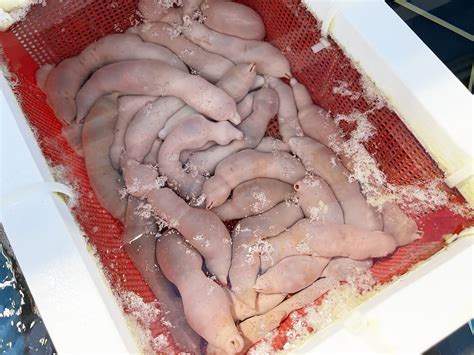 fish cock|Penis Fish (Gaebul): South Korea’s Genital.